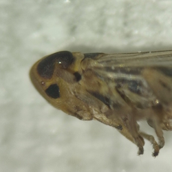 Kelisia guttulifera